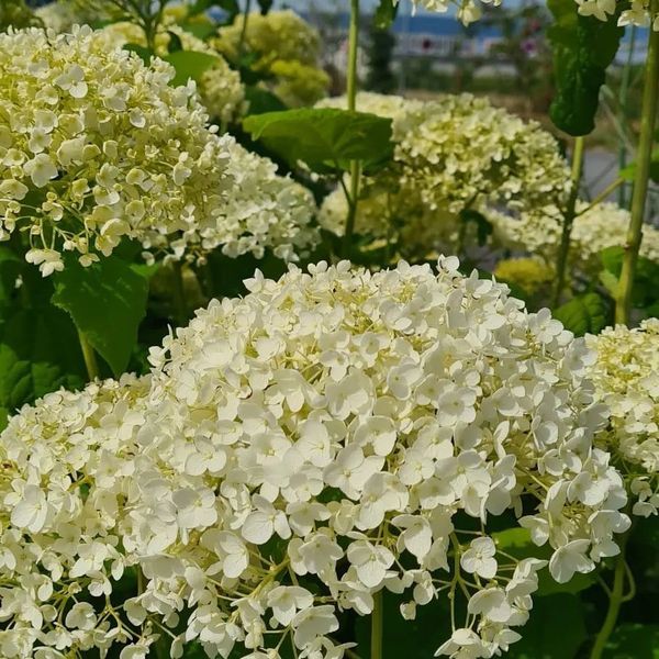 *Schneeballhortensie 'Annabelle'* (Hydrangea arborescens 'Annabelle')