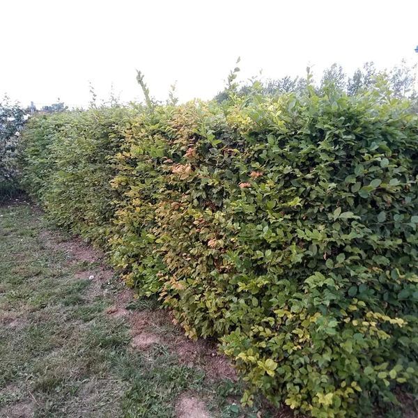 *Hainbuche* (Carpinus betulus)