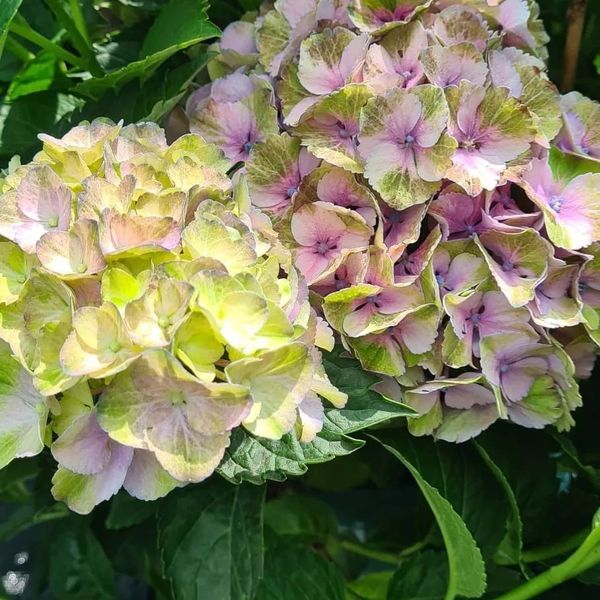 *Hortensie 'Magical Four Seasons' (Hydrangea macrophylla 'Magical Four Seasons')