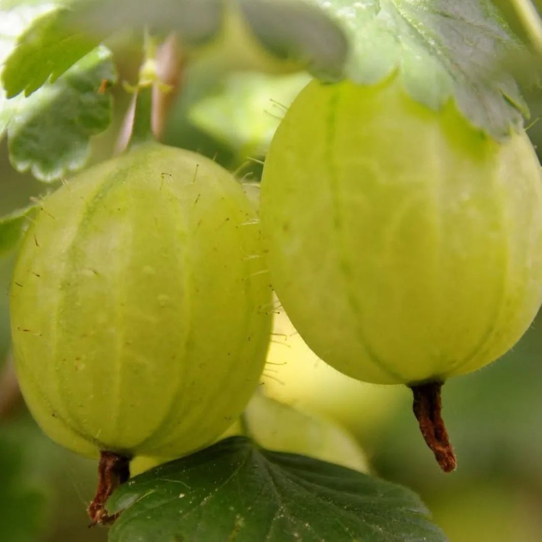 *Stachelbeere 'Invicta'* (Ribes uva-crispa 'Invicta')