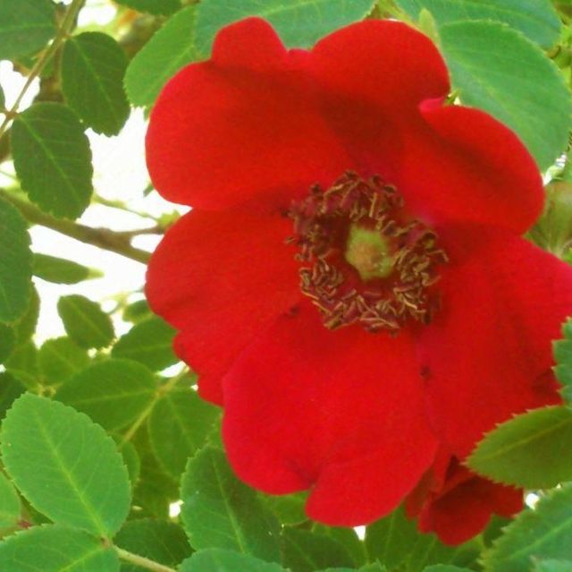 Seltene Rosen im Sortiment der GartenBaumschule Lehnert - Bodendecker, Obstbäume, Rosen, Ziersträucher und Heckenpflanzen aus Sangerhausen