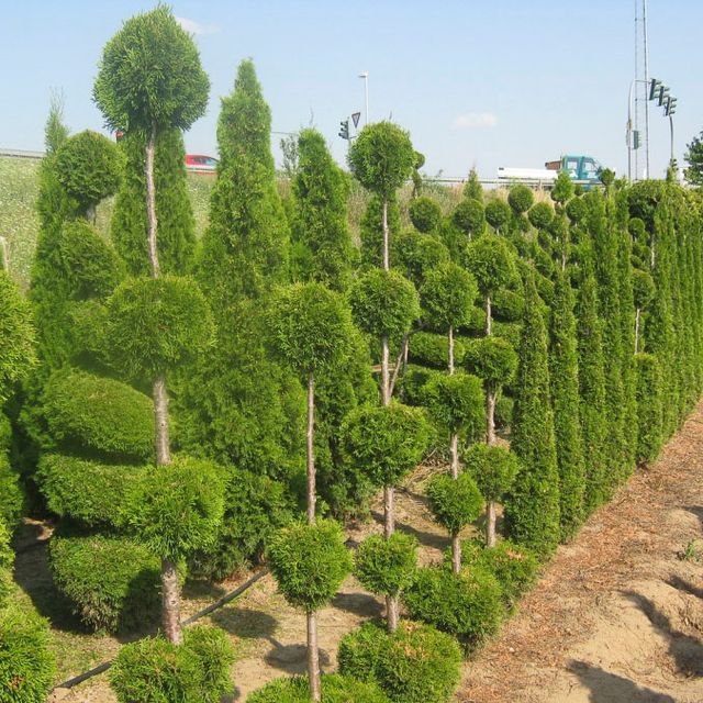 Formgehölze - Thuja - im Sortiment der GartenBaumschule Lehnert - Bodendecker, Obstbäume, Rosen, Ziersträucher und Heckenpflanzen aus Sangerhausen