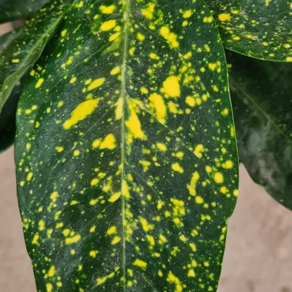 *Japanische Aucube* (Aucuba japanische 'Variegata')