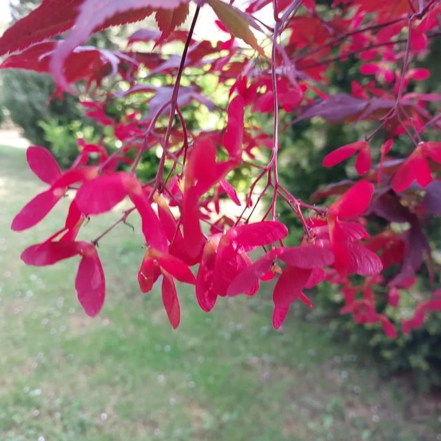 *Roter Fächerahorn 'Atropurpureum'* (Acer palmatum 'Atropurpureum')