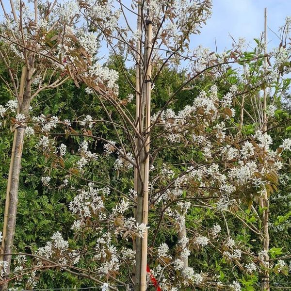 *Kupfer-Felsenbirne* (Amelanchier lamarckii) 