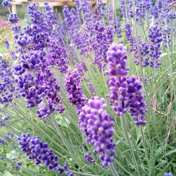 *Lavendel* (Lavandula augustifolia)