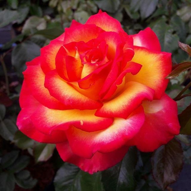 Edelrosen im im Sortiment der GartenBaumschule Lehnert - Bodendecker, Obstbäume, Rosen, Ziersträucher und Heckenpflanzen aus Sangerhausen