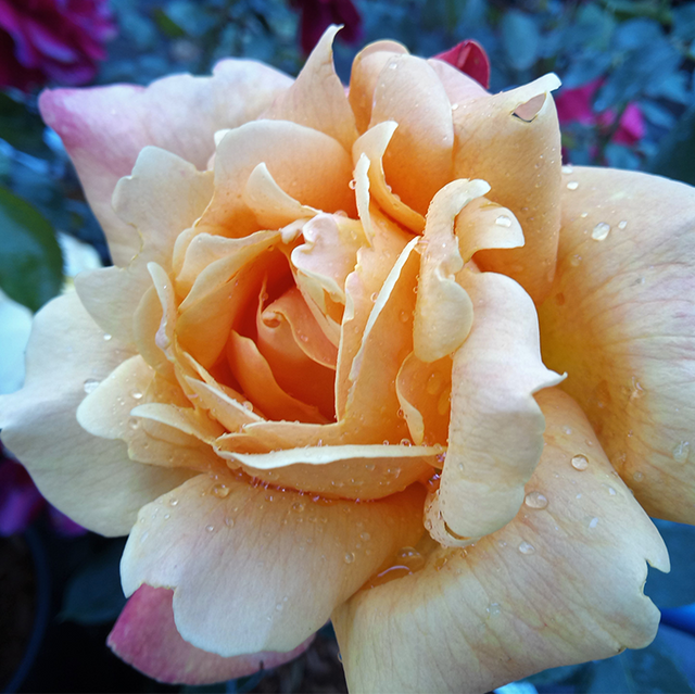 Kletterrosen im Sortiment der GartenBaumschule Lehnert - Bodendecker, Obstbäume, Rosen, Ziersträucher und Heckenpflanzen aus Sangerhausen