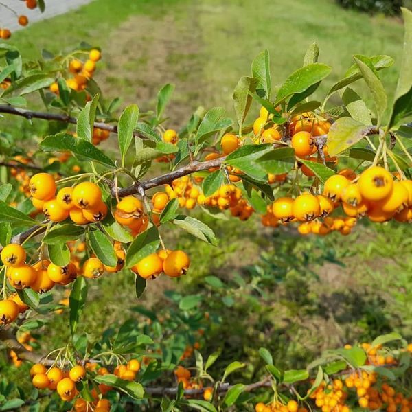 *Feuerdorn* (Pyracantha 'in verschiedenen Sorten')