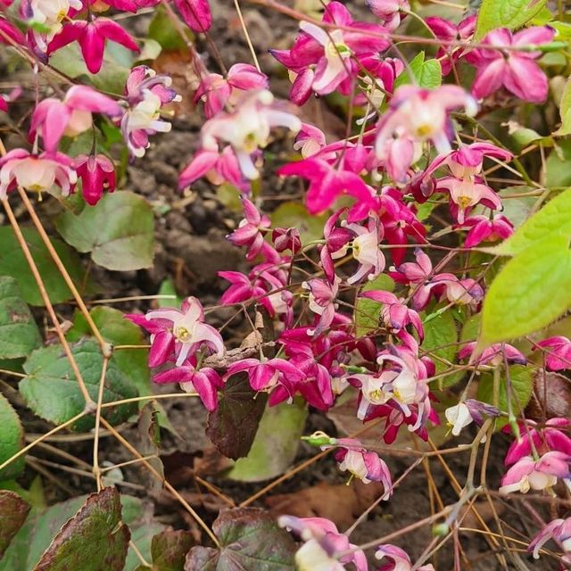 *Rote Elfenblume* (Epimedium x rubrum)