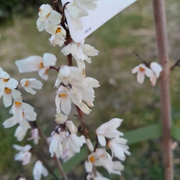 "Schneeforsythie" ('Abeliophyllum distichum')