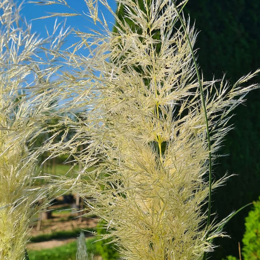 *Pampasgras* (Cortaderia selloana 'White Feather')