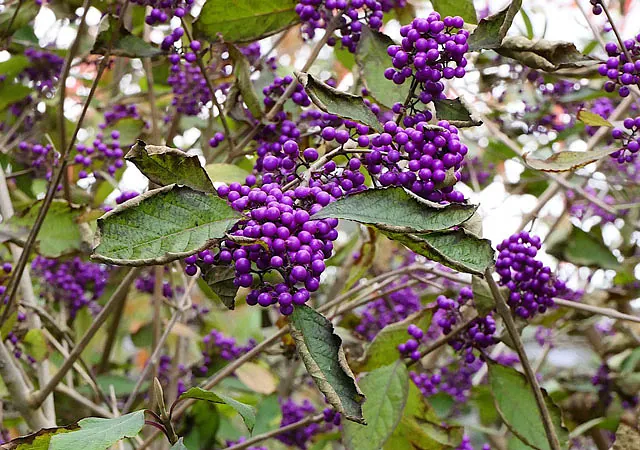 *Liebesperlenstrauch 'Profusion'* (Callicarpa bodinieri 'Profusion')