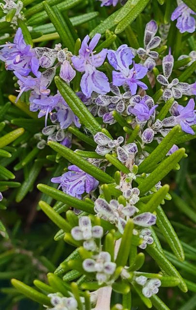 *Rosmarin* (Rosmarinus officinalis)
