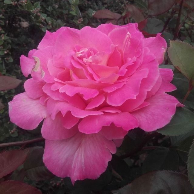 Edelrosen im im Sortiment der GartenBaumschule Lehnert - Bodendecker, Obstbäume, Rosen, Ziersträucher und Heckenpflanzen aus Sangerhausen