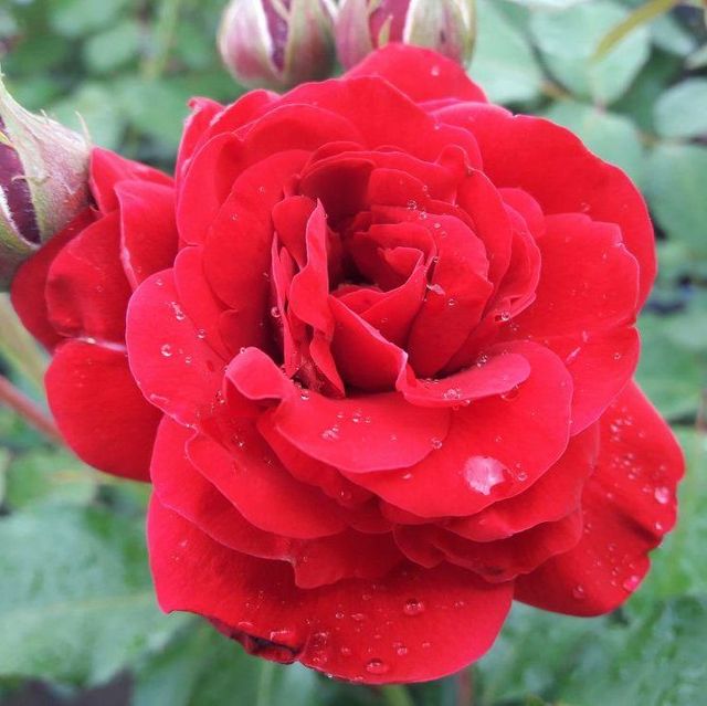 Edelrosen im im Sortiment der GartenBaumschule Lehnert - Bodendecker, Obstbäume, Rosen, Ziersträucher und Heckenpflanzen aus Sangerhausen