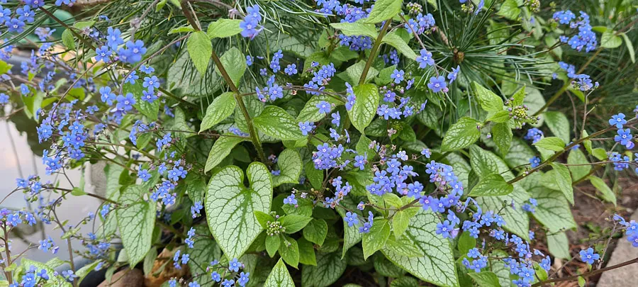 *Kaukasus-Vergissmeinnicht 'Jack Frost'* (Brunnera macrophylla 'Jack Frost')