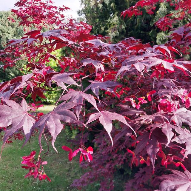 *Roter Fächerahorn 'Atropurpureum'* (Acer palmatum 'Atropurpureum')