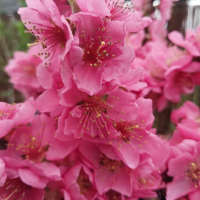 *Zwergpfirsich* (Prunus persica)