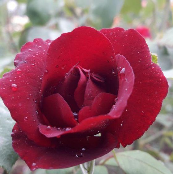 Edelrosen im im Sortiment der GartenBaumschule Lehnert - Bodendecker, Obstbäume, Rosen, Ziersträucher und Heckenpflanzen aus Sangerhausen