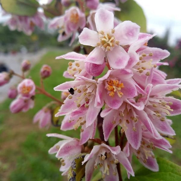 *Deutzie* (Deutzia 'Tourbillon Rouge')
