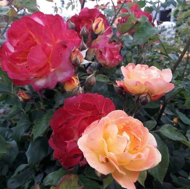 Seltene Rosen im Sortiment der GartenBaumschule Lehnert - Bodendecker, Obstbäume, Rosen, Ziersträucher und Heckenpflanzen aus Sangerhausen