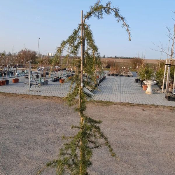 *Hänge-Himalaja-Zeder* (Cedrus deodara 'Pendula')