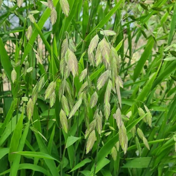 *Plattährengras* (Chasmanthium latifolium)