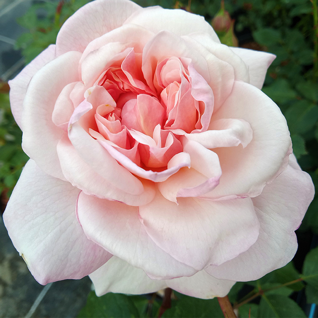 Edelrosen im im Sortiment der GartenBaumschule Lehnert - Bodendecker, Obstbäume, Rosen, Ziersträucher und Heckenpflanzen aus Sangerhausen