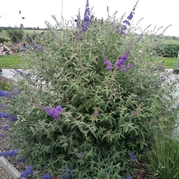 *Sommerflieder* (Buddleja davidii)