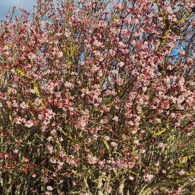  *Winterschneeball 'Dawn'* (Viburnum x bodnantese 'Dawn')