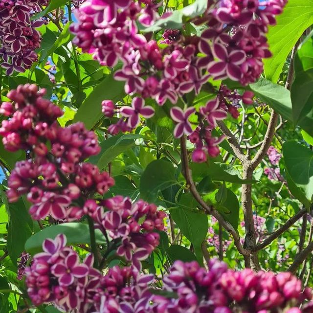 Leistungen der GartenBaumschule Lehnert - Bodendecker, Obstbäume, Rosen, Ziersträucher und Heckenpflanzen aus Sangerhausen