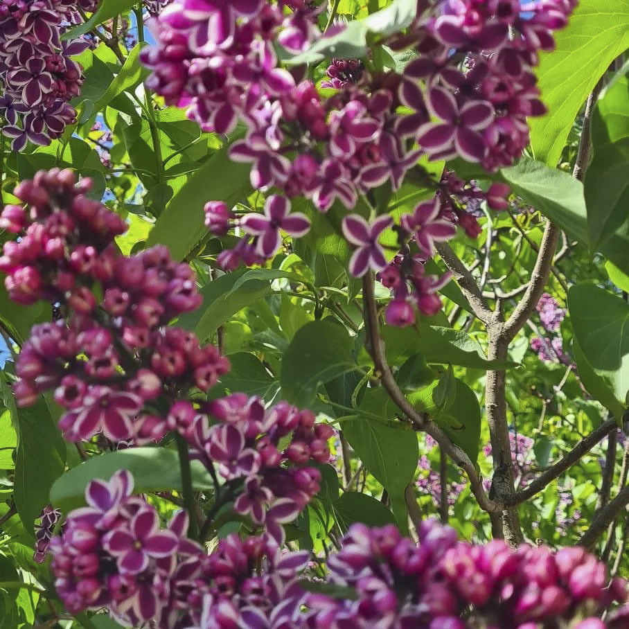 Leistungen der GartenBaumschule Lehnert - Bodendecker, Obstbäume, Rosen, Ziersträucher und Heckenpflanzen aus Sangerhausen