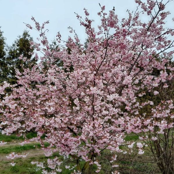 *Frühlingskirsche* (Prunus 'Accolade')
