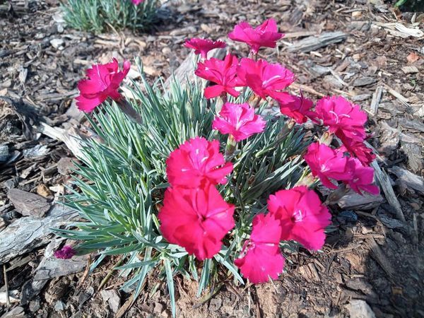 *Pfingstnelke* (Dianthus caesius)
