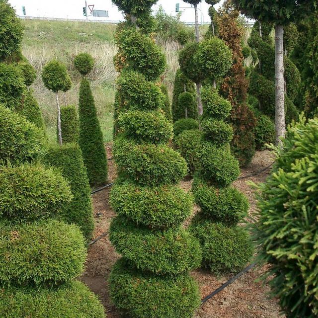 Formgehölze - Thuja - im Sortiment der GartenBaumschule Lehnert - Bodendecker, Obstbäume, Rosen, Ziersträucher und Heckenpflanzen aus Sangerhausen