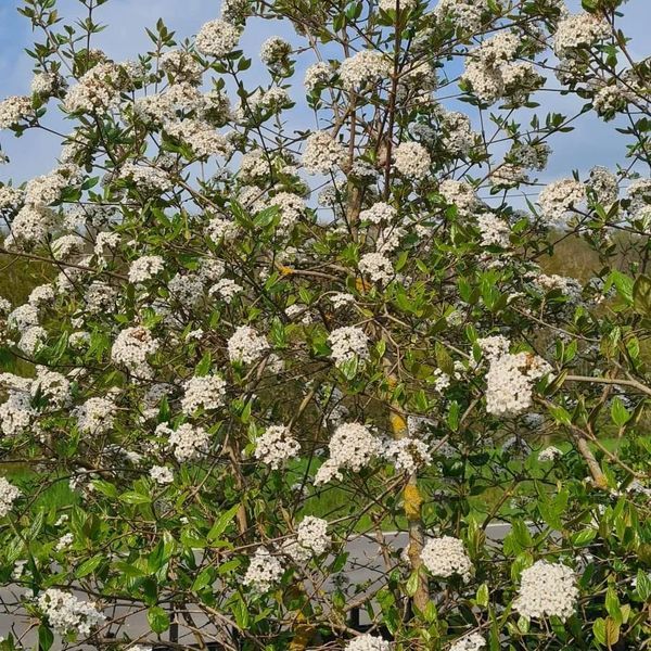 *Oster-Schneeball* (Viburnum burkwoodii)