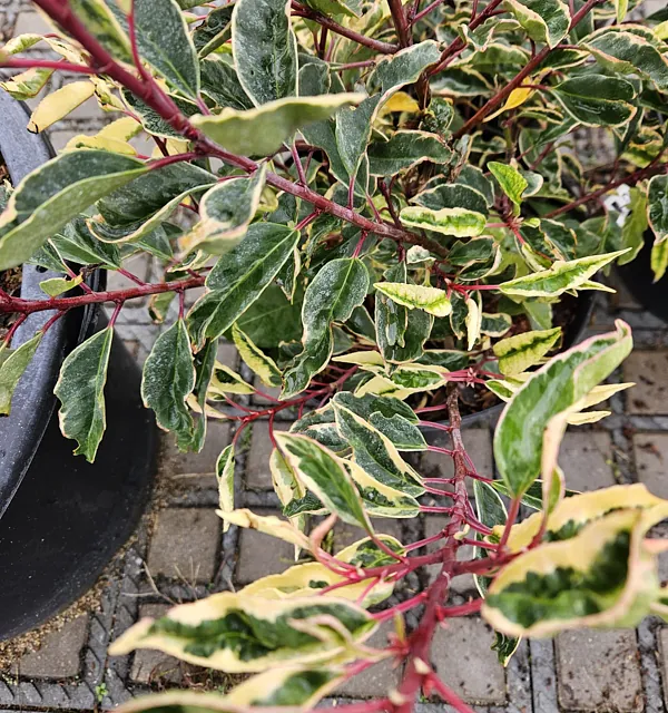 *Portugiesischer Kirschlorbeer 'Variegata'* (Prunus lusitanica 'Variegata')