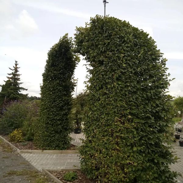 *Hainbuche* (Carpinus betulus)