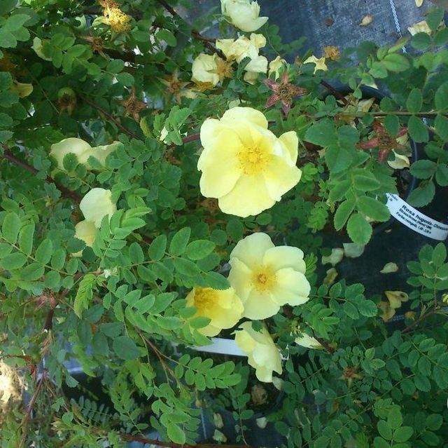 Seltene Rosen im Sortiment der GartenBaumschule Lehnert - Bodendecker, Obstbäume, Rosen, Ziersträucher und Heckenpflanzen aus Sangerhausen
