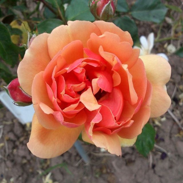 Edelrosen im im Sortiment der GartenBaumschule Lehnert - Bodendecker, Obstbäume, Rosen, Ziersträucher und Heckenpflanzen aus Sangerhausen