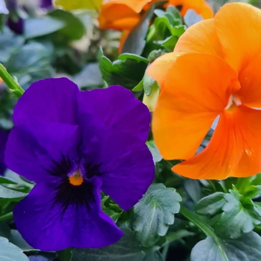 *Hornveilchen* (Viola cornuta)