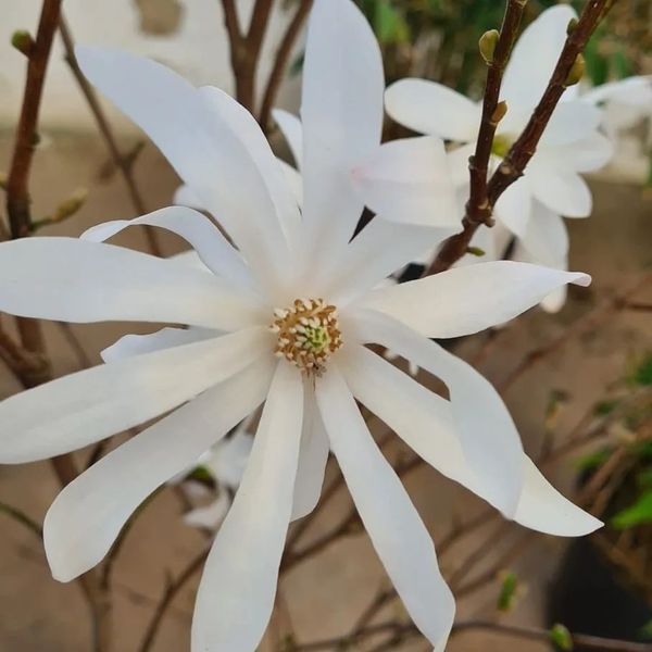 *Sternmagnolie* (Magnolia stellata)