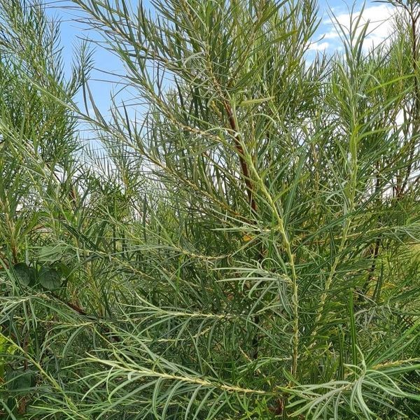 *Rosmarinweide* (Salix rosmarinifolia)
