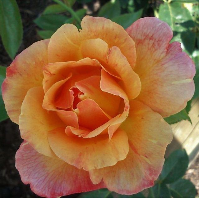 Edelrosen im im Sortiment der GartenBaumschule Lehnert - Bodendecker, Obstbäume, Rosen, Ziersträucher und Heckenpflanzen aus Sangerhausen