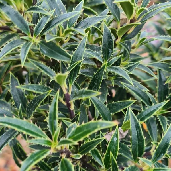 *Stechpalme* (Ilex aquifolium)