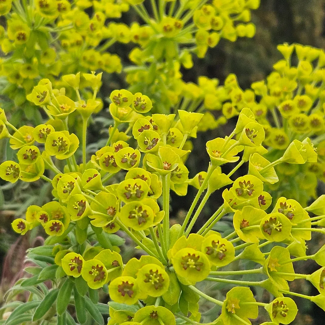 *Mittelmeer-Wolfsmilch* (Euphorbia characias)