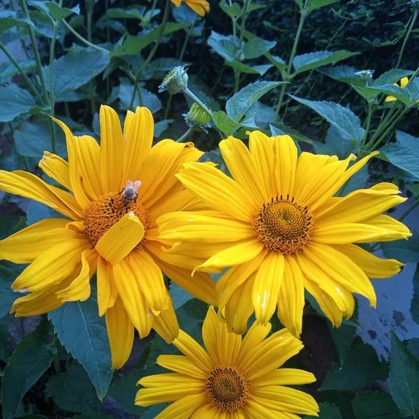 *Sonnenauge* (Heliopsis scabra)