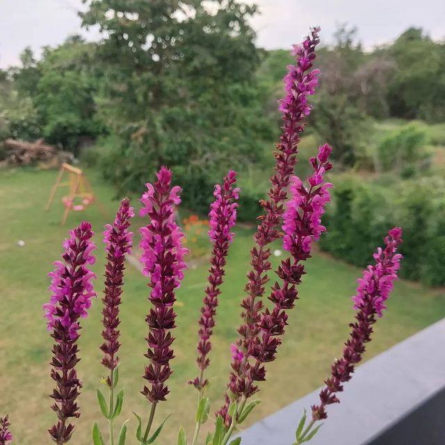 Steppensalbei (Salvia nemorosa)