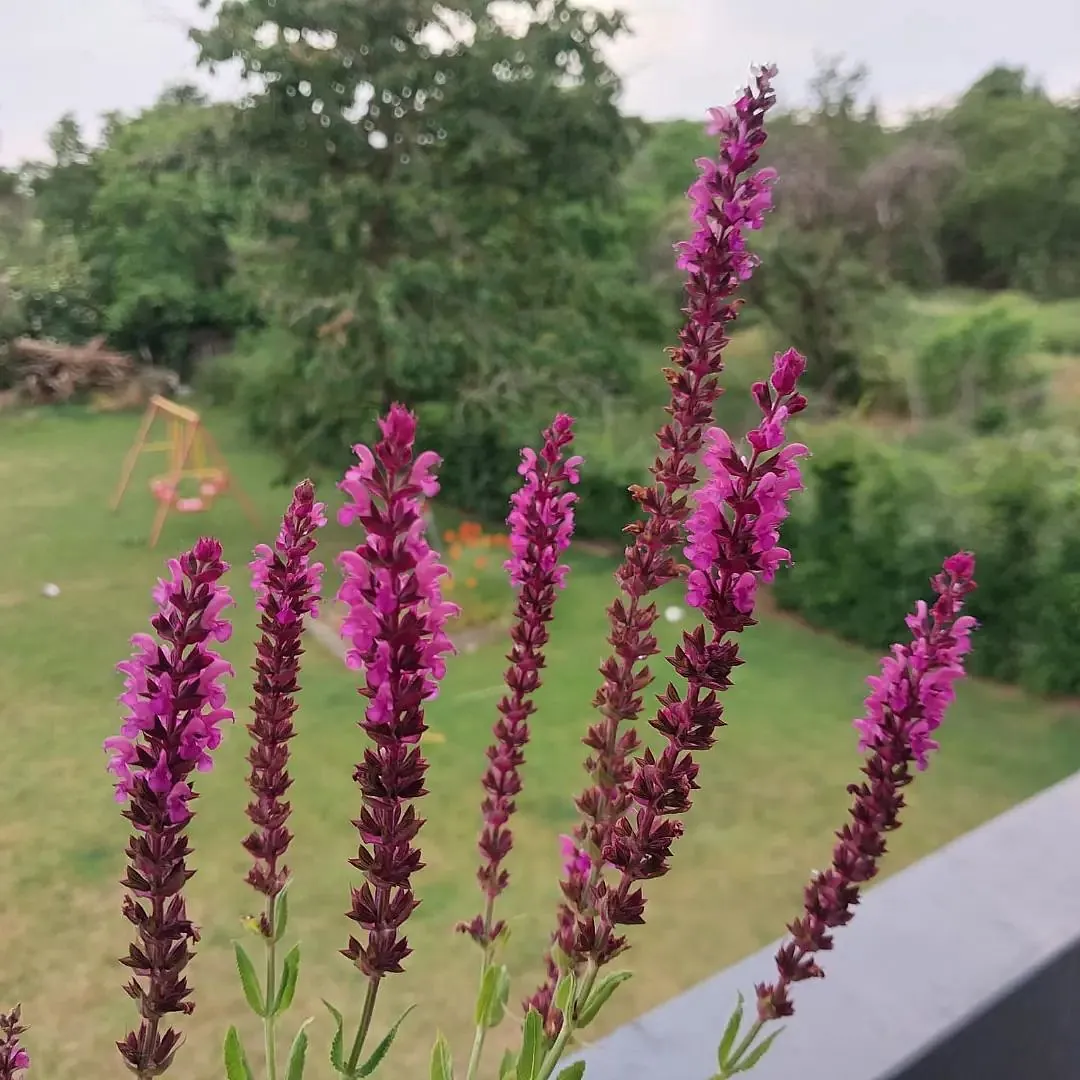 Steppensalbei (Salvia nemorosa)
